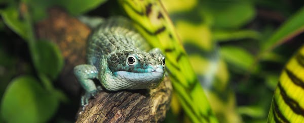 Oslo Reptilpark – Aktivitet, Oslo